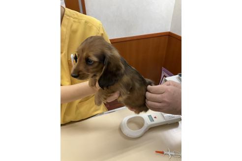 成約済の沖縄県のミニチュアダックスフンド(ロングヘアード)-367980の3枚目