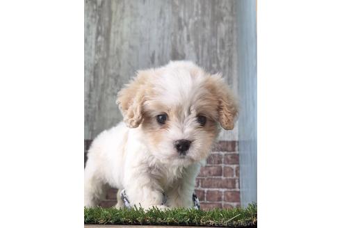 成約済の三重県のその他の犬種-369107の4枚目