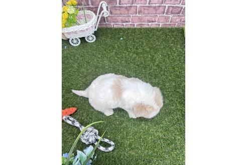 成約済の三重県のその他の犬種-369107の2枚目