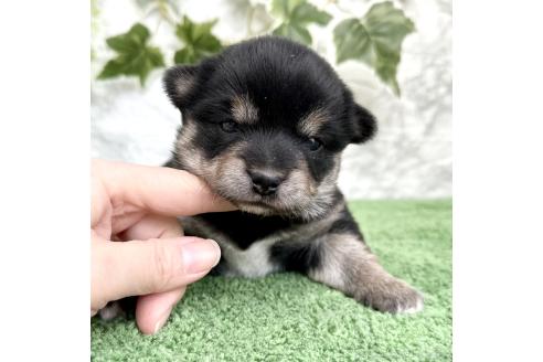 成約済の埼玉県のミックス犬-369109の9枚目