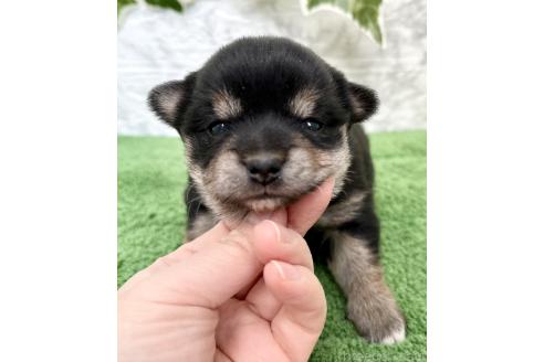 成約済の埼玉県のミックス犬-369109の8枚目
