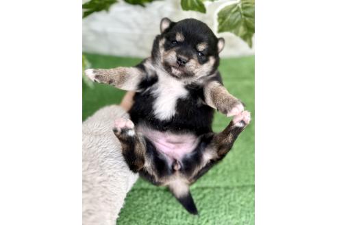 成約済の埼玉県のミックス犬-369109の6枚目