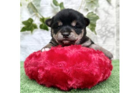 成約済の埼玉県のミックス犬-369109の4枚目