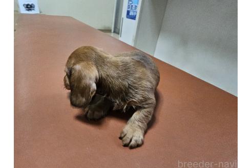 成約済の愛知県のミニチュアダックスフンド(ワイヤーヘアード)-369112の5枚目