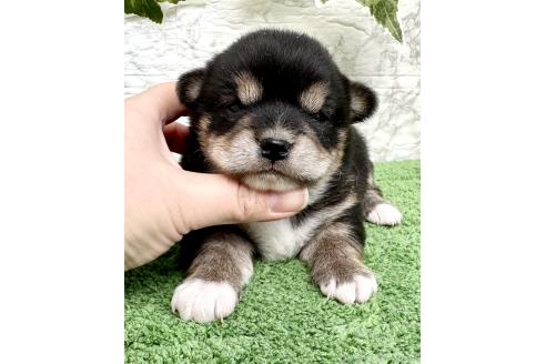 成約済の埼玉県のミックス犬-369114の1枚目