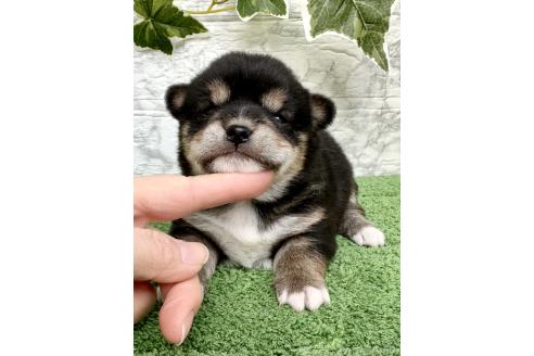 成約済の埼玉県のミックス犬-369114の7枚目