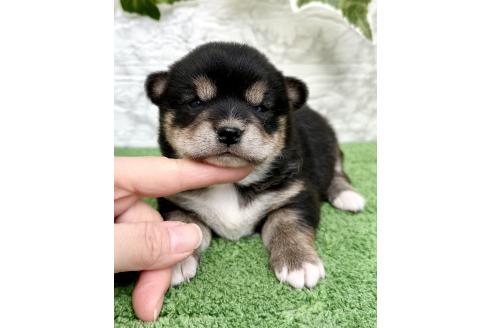 成約済の埼玉県のミックス犬-369114の6枚目