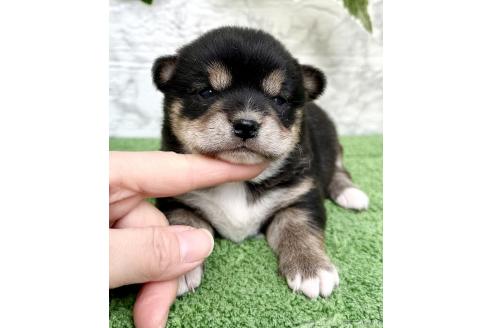 成約済の埼玉県のミックス犬-369114の5枚目
