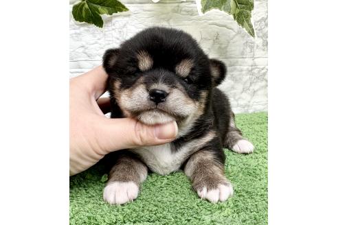 成約済の埼玉県のミックス犬-369114の4枚目