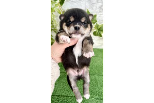 成約済の埼玉県のミックス犬-369114の3枚目