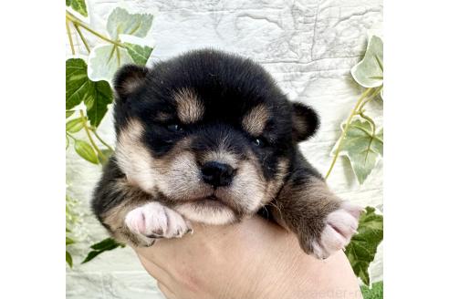 成約済の埼玉県のミックス犬-369114の2枚目
