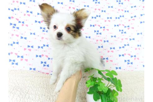 成約済の千葉県のパピヨン-361333の23枚目