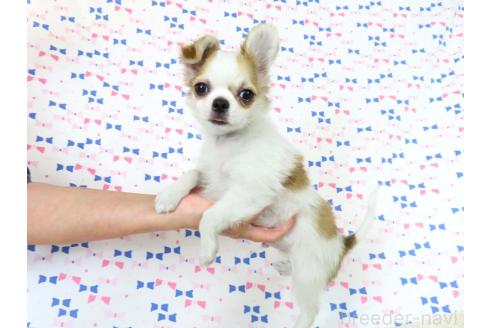 成約済の千葉県のチワワ(ロングコート)-354672の3枚目