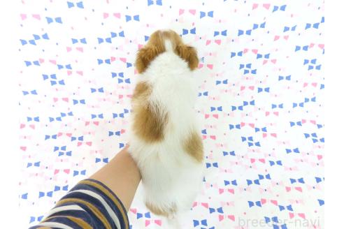 成約済の千葉県のチワワ(ロングコート)-354676の27枚目
