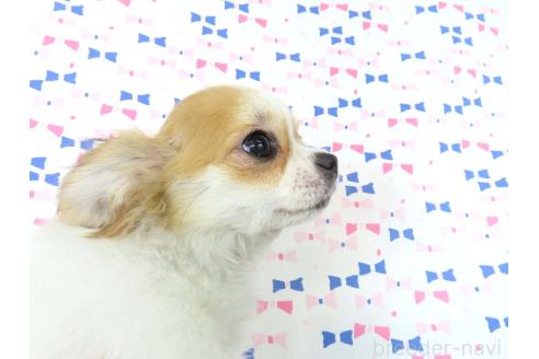 成約済の千葉県のチワワ(ロングコート)-354676の26枚目