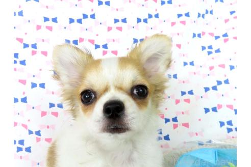 成約済の千葉県のチワワ(ロングコート)-354676の25枚目