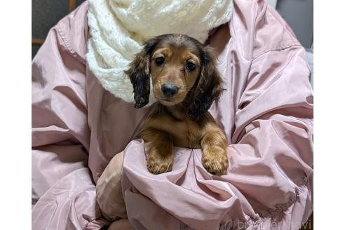 成約済の福岡県のミニチュアダックスフンド(ロングヘアード)-366418の4枚目