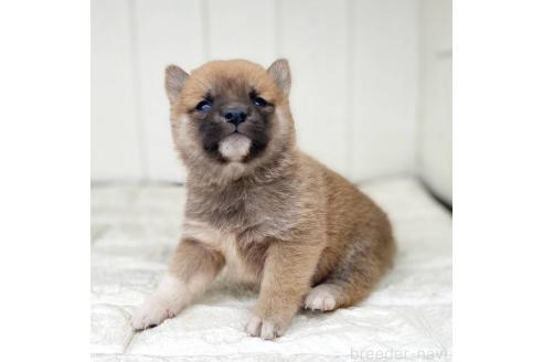 成約済の茨城県の豆柴-368141の11枚目