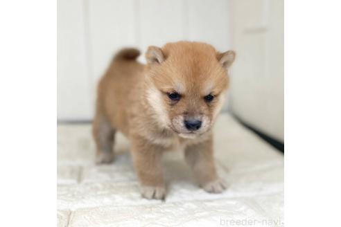 成約済の茨城県の豆柴-368146の12枚目