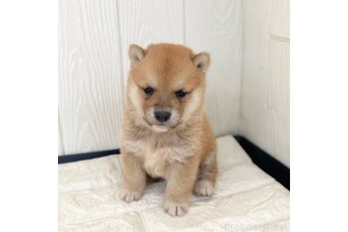 成約済の茨城県の豆柴-368146の11枚目