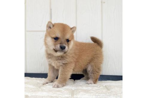 成約済の茨城県の豆柴-368146の10枚目