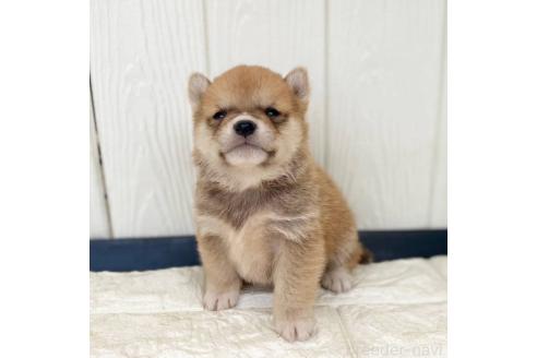 成約済の茨城県の豆柴-368145の11枚目