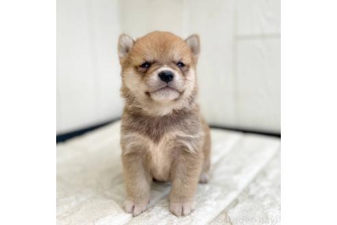 成約済の茨城県の豆柴-368145の10枚目
