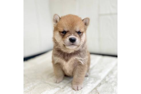 成約済の茨城県の豆柴-368145の9枚目
