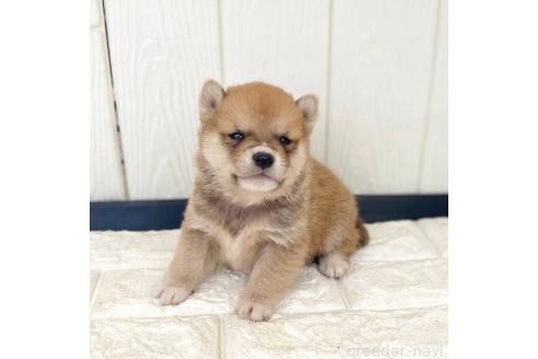 成約済の茨城県の豆柴-368145の8枚目