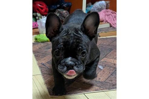 成約済の愛媛県のフレンチブルドッグ-365108の80枚目