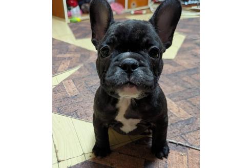 成約済の愛媛県のフレンチブルドッグ-365108の79枚目