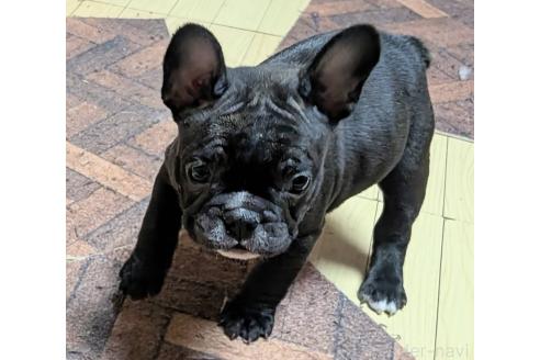 成約済の愛媛県のフレンチブルドッグ-365108の77枚目