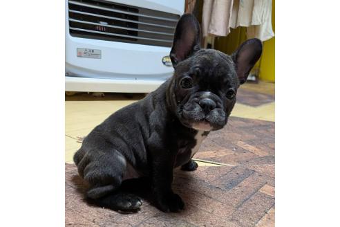 成約済の愛媛県のフレンチブルドッグ-365108の78枚目