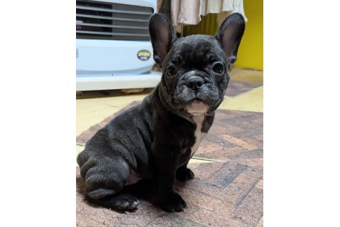 成約済の愛媛県のフレンチブルドッグ-365108の76枚目