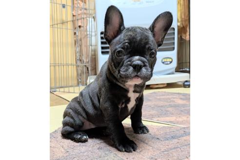 成約済の愛媛県のフレンチブルドッグ-365108の75枚目