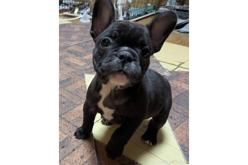 成約済の愛媛県のフレンチブルドッグ-365108の74枚目