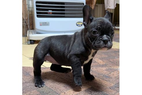 成約済の愛媛県のフレンチブルドッグ-365108の73枚目