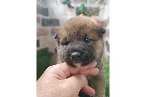 成約済の鹿児島県の柴犬-369133の4枚目