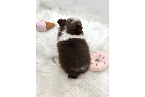 成約済の栃木県のポメチワ:ポメラニアン×チワワ-369043の5枚目