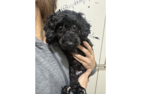 リオンちゃん❣️ちゃん1枚目