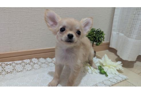 成約済の広島県のチワプー:チワワ×トイプードル-358079の5枚目