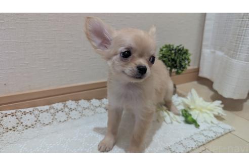 成約済の広島県のチワプー:チワワ×トイプードル-358079の3枚目