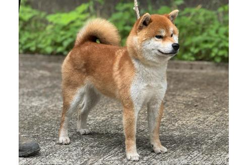 紅王将号　港兜山荘くん1枚目