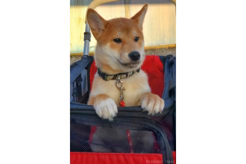 販売中の千葉県の柴犬-356791の8枚目