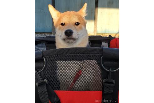 販売中の千葉県の柴犬-356791の7枚目