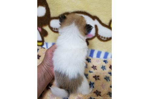 成約済の茨城県のポメチワ:ポメラニアン×チワワ-369157の2枚目