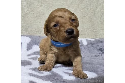 成約済の岡山県のトイプードル-369165の16枚目