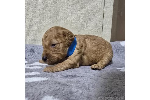 成約済の岡山県のトイプードル-369165の14枚目
