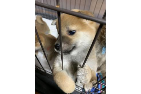 成約済の熊本県の柴犬-362066の4枚目