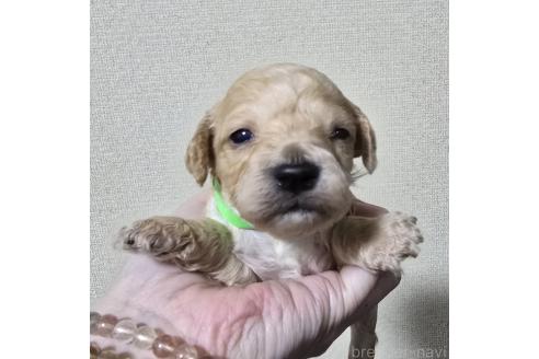 成約済の岡山県のトイプードル-369166の15枚目